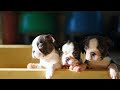 Love puppies? Adorable Boston Terrier Puppy Compilation!