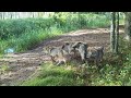 The summer life of a Wolf Pack: from den to hunt [Captions]
