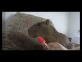 Capybara angrily eats popsicle