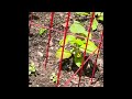 Sweet potatoes in containers vs Ground