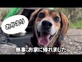 【奄美】開運巡り✨マテリアの滝　#nゴン太  #パワースポット #開運