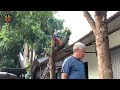 Dangerous Fastest Idiots Cutting Tree Fails Skill With Chainsaw, Tree Falling on Houses Compilation