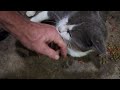 petting the kitty