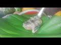 Hand-feeding Baby Bird: Sounds - In the Egg Incubator