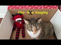 cats take the naughty or nice challenge