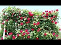 Japan Spring with Rore blooming in Ina Rose Gaden Saitama 【町制施行記念公園】| #explorejapan #japan #4k