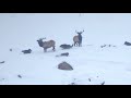 Wolf Pack Gives Chase to Group of Elk || ViralHog