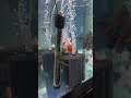 Everything you need for a goldfish tank