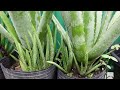 How To Take Care of Aloe vera During The Rainy Season