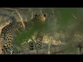 Secret Hunters - The Leopards of Dead Tree Island | Free Documentary Nature
