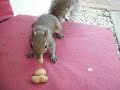 Squirrel Video #2