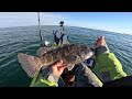 2023 Fall Blackfish (tautog) begins