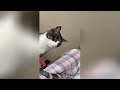 Funny Moments of Cats | Funny Video Compilation - Fails Of The Week #23