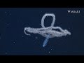 The woolly siphonophore thrives in the deep sea by stretching out to catch a meal