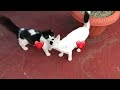Cuban cats 🐈 in Varadero 🇨🇺  Holiday Romance. STARFISH CUATRO PALMAS VARADERO