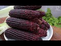 Growing special corn varieties with purple color - black corn - sweet fruit