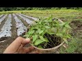 kebun cabe rawit & cabe merah keriting PINDAH TANAM