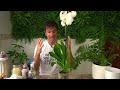 This is how to water a phalaenopsis orchid well