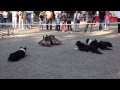 4 Border Collie Dogs VS  a Flock  Of Ducks