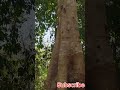 Memasuki Rimba #walkingtour #walk #viral #viralvideo #viralshorts #viralvideos #viralreels