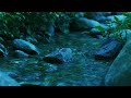 Gentle sound of a quietly flowing stream | Nature Sounds for Sleeping, Relax