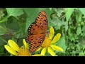 Gulf fritillary - Agraulis vanillae (Linnaeus)