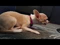 Chihuahua dog eating a big kibble