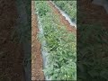 Tomato healthy grow up