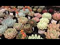 Echeveria Collection and Rare Echeveria Succulent Varieties