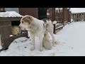 Самый бесстрашный щенок среднеазиатской овчарки (алабай). The most fearless puppy  Alabai...