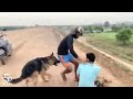 Animal HEROES Protecting Their Owners! | Best Moments