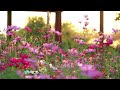 Sounds From An English Country Garden | 2 Hrs Of Summer Sounds | Birds Singing And Chirping
