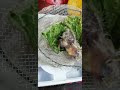 Baby Zebra finch: Egg incubator and Hand-feeding cute bird.