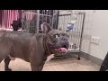 French Bulldogs playing - raw video