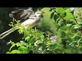 The Northern Mockingbird- Fun facts, documentary, diet, habitat, behavior, nesting, ID