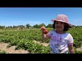 Strawberry Picking At Andrews Farm In Canada - June 2024!