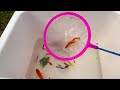 Amazing Catch Catfish Nests In Tiny Ponds, Koi Bekko, Comet Goldfish, Ranchu Fish | Fishing videos
