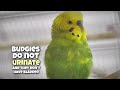 Incredible Budgie Facts That Will Blow Your Mind