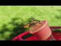 Wasps battling at Hummingbird's Feeder