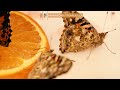 How to Raise Painted Lady Butterflies | Complete Kit Instructions