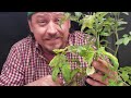 How To Plant Tomatoes - The Definitive Guide For Beginners Part 3