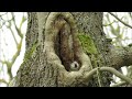 Dziuplaki wtórne / Birds nesting in tree hollows