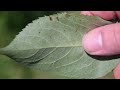 How To Identify Common Elderberry, Sambucus canadensis