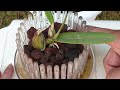 Switching Laelonia Orchid from Coco Husk / Bark Substrate into Lava Rock #tutorial #ninjaorchids