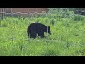 Goofy bear plays with giant stick