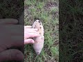 Beatrice The Rescue Piglet and Her Excited Oinks || ViralHog