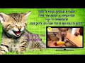 Perros Asustados por Gatos - Videos de Risa - Animales - [Nuevo]