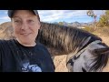 8 DAYS of MEET MY HORSES | Equestrian Vlogmas #6