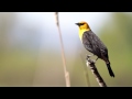 Yellow-headed Blackbird calling out