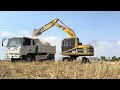 Amazing Caterpillar 311B  - Excavator Loading Dump Trucks